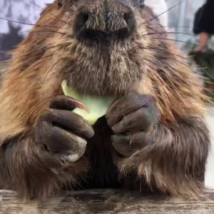【ASMR】アメリカビーバー　モカ君の心地よい食事　東武動物公園 / American Beaver Mocha’s Comfortable Meal at Tobu Zooビーバー