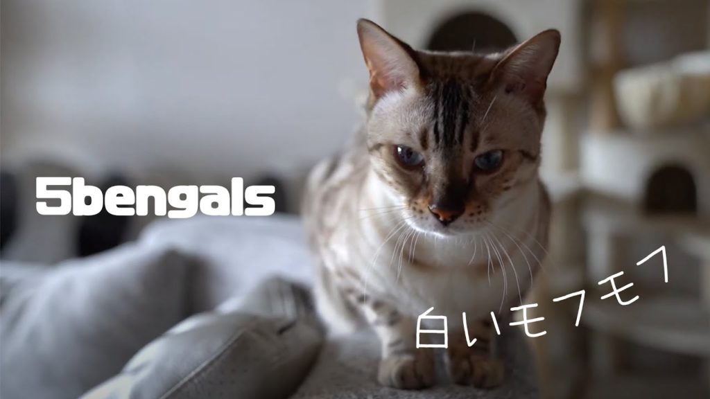 【YouTube】ベンガルという猫