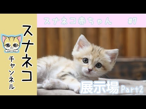 【YouTube】スナネコの赤ちゃん / kittens of sand cat