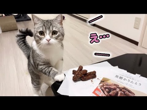 【YouTube】カリントウをう○ちと勘違いする猫