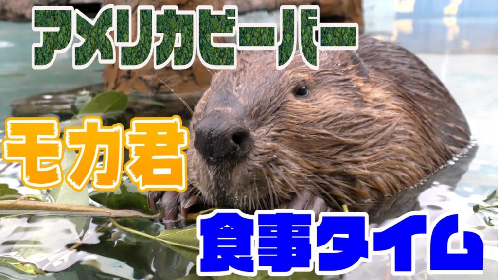 【ASMR】アメリカビーバー　モカ君の心地よい食事　東武動物公園 / American Beaver Mocha’s Comfortable Meal at Tobu Zooビーバー