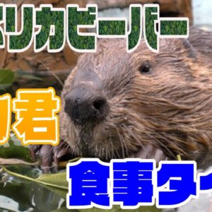 【YouTube】動くぬいぐるみ！ウォンバットが飼育員さんになつきすぎる！ / Momoko, the pampered wombat