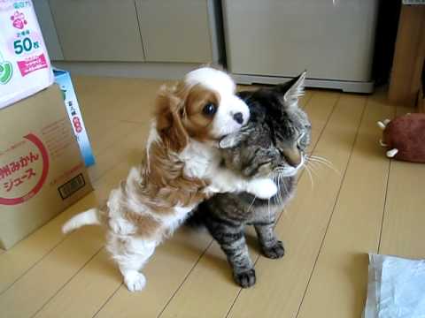 【YouTube】猫を一心不乱に舐める犬