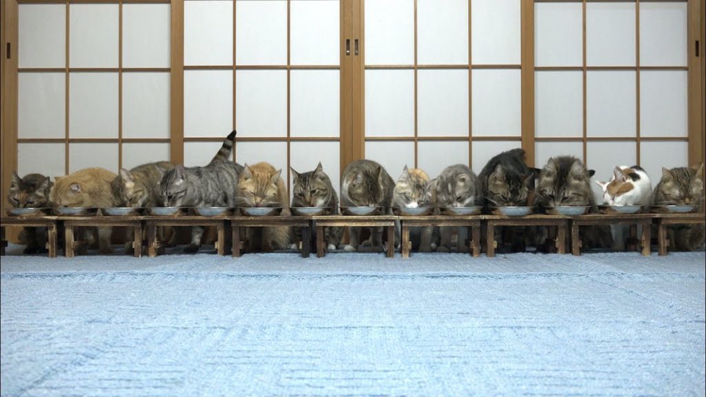 【YouTube】食事中にびっくりして逃げる猫たち / Cats running away in surprise while eating