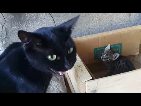 【YouTube】子猫に話しかける母猫 / Mom cat talking to her kittens