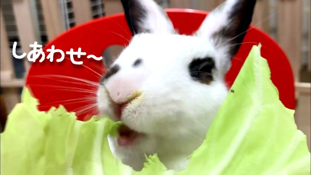 【YouTube】キャベツを食べるうさぎさん ～Rabbit eating cabbage～咀嚼音