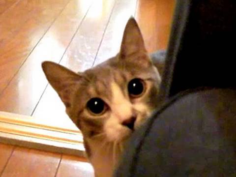 【YouTube】だるまさんが転んにゃ – Stalking Cat –