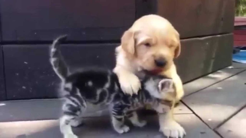 【YouTube】ゴールデンレトリーバーが好きな子猫 / This Kitten Loves His New Friend, The Golden Retriever Puppy