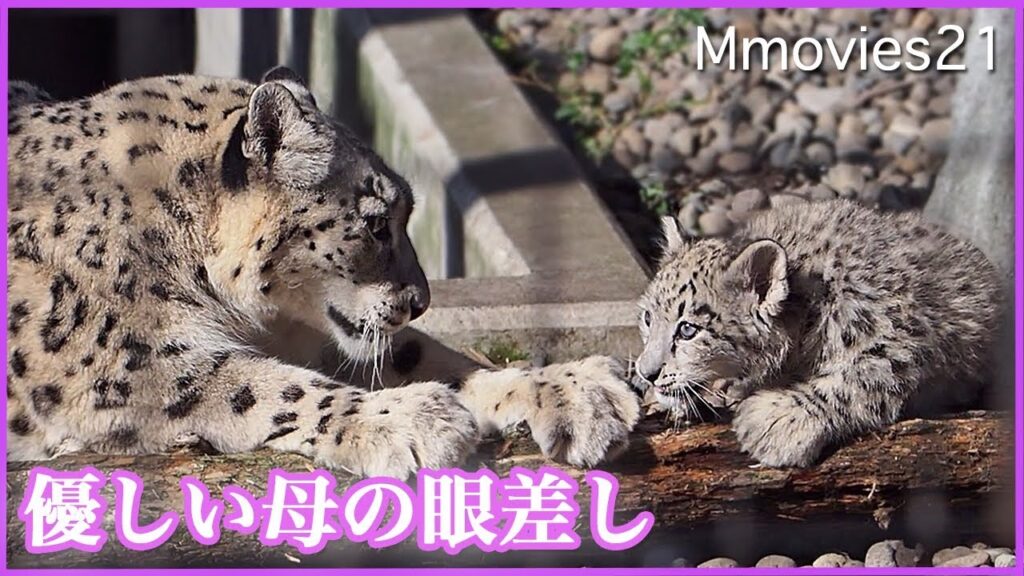 震えてるユキヒョウの赤ちゃん お母さんが傍に来てくれた♪ Snow Leopard mom & cub