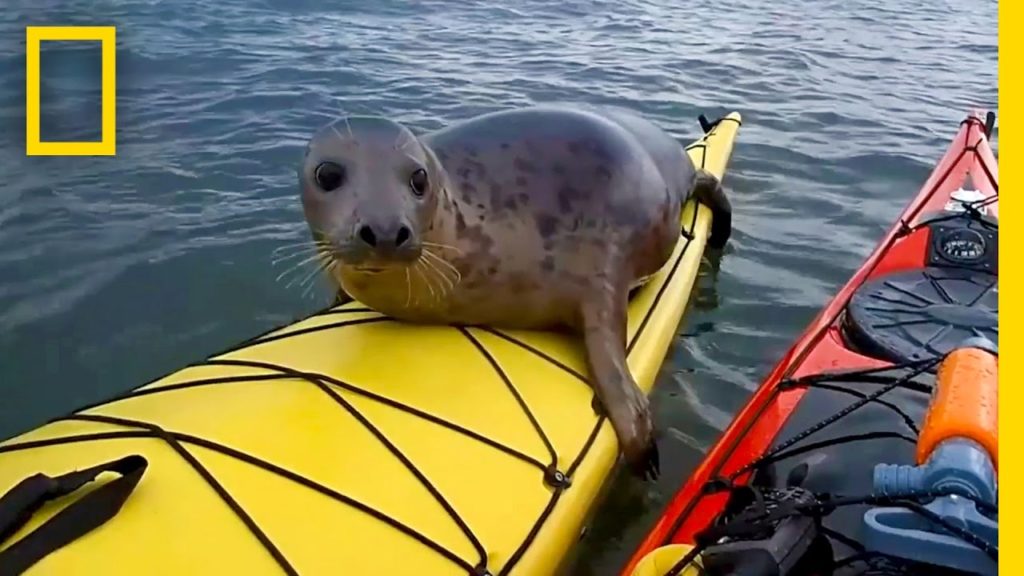 カヤックに乗るアザラシ / Adorable Seal Catches a Ride on a Kayak | National Geographic