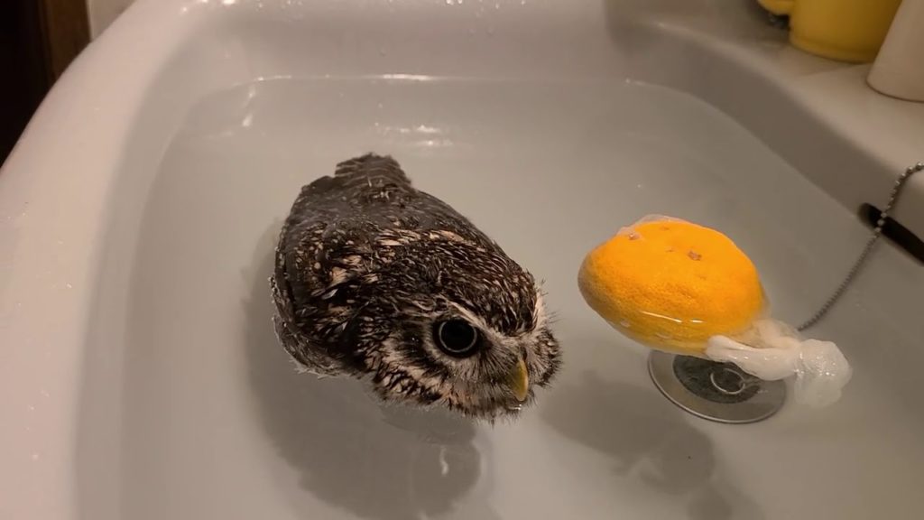 ゆず湯を楽しむフクロウ / An owl enjoying a yuzu bath