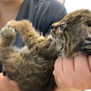 鳥羽水族館のスナドリネコが「漁（すなど）り」ました！！