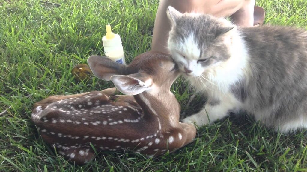 小鹿と仲良しの仔猫 / Baby fawn making friends with kitty