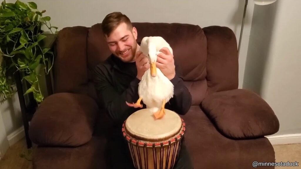 ドラムを演奏するアヒル / Duck playing the drums