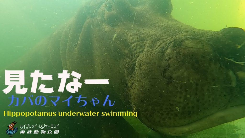 カバのマイちゃん水中での様子 東武動物公園 / Hippopotamus underwater swimming Tobuzoo