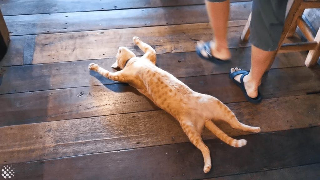 営業中のレストランで構わず熟睡する猫 / Lazy cat sleeps on busy restaurant floor refusing to move.