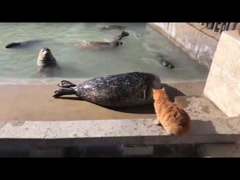 猫に叩かれるアザラシ / Cat slaps a seal