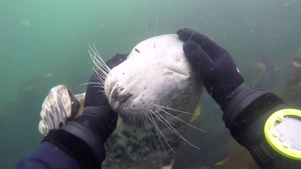 ダイバーと戯れる（たわむれる）アザラシ / Friendly seal gets playful with diver