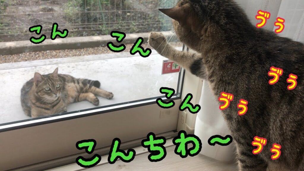 野良猫にビビって唸りながら日本語で挨拶する猫がかわいい！【しゃべる猫】