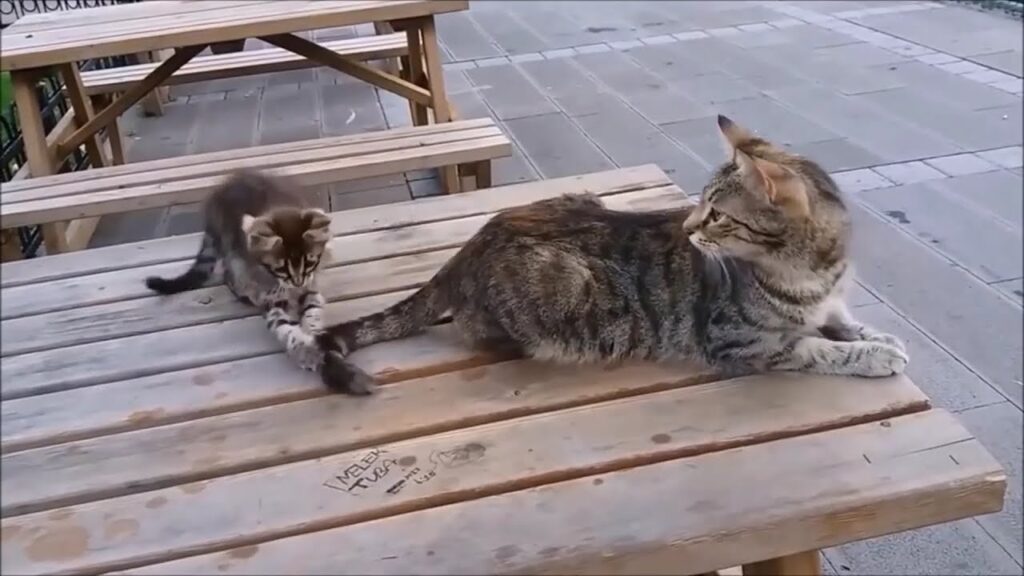 ママ猫の尻尾で子猫が遊んでる時のママ猫の反応