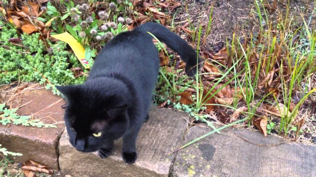 よく喋る人懐っこい猫 / A Very Talkative Friendly Black Cat