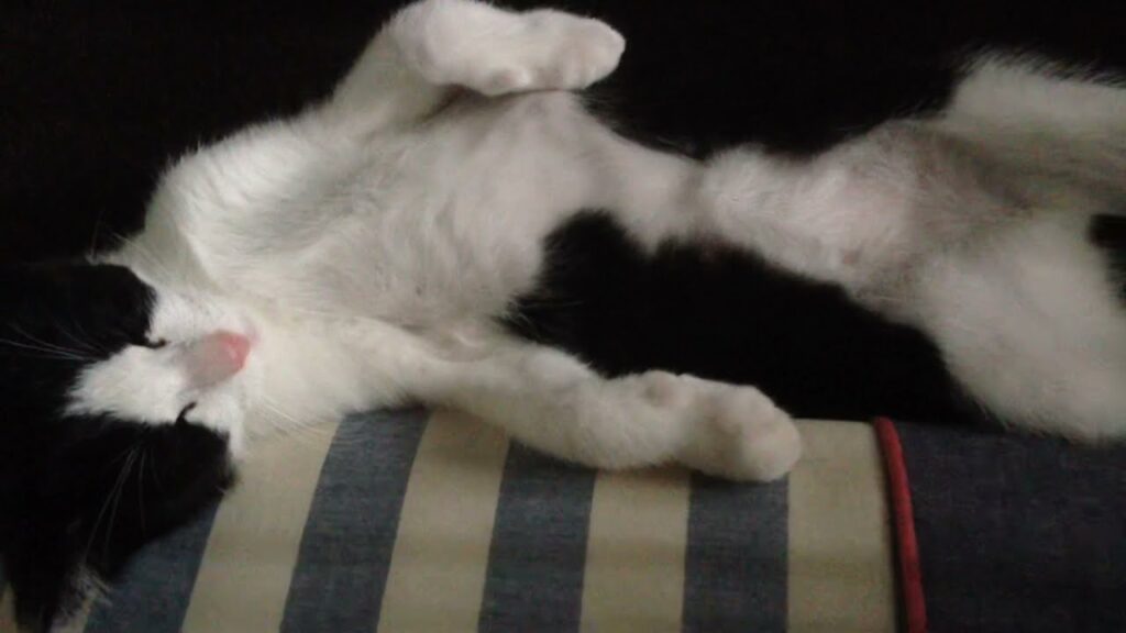 【銀ちゃん】仰向けで寝てる子猫 / Kitten sleeping on his back.