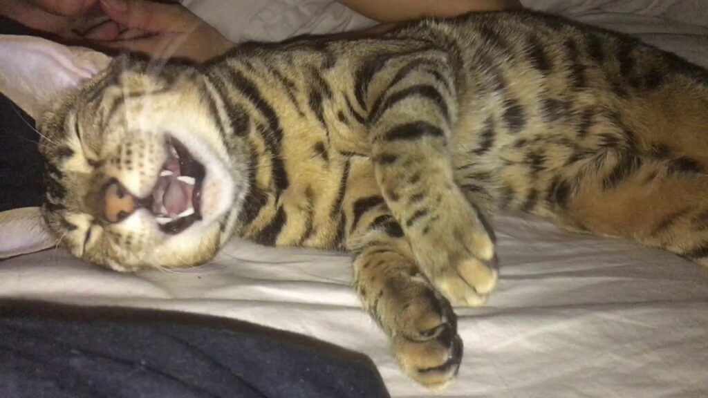 ベンガル猫の寝言 / Bengal Cat Sleep Talks