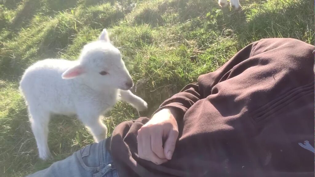 かまって欲しい仔羊 / Cute Lamb Needs Attention
