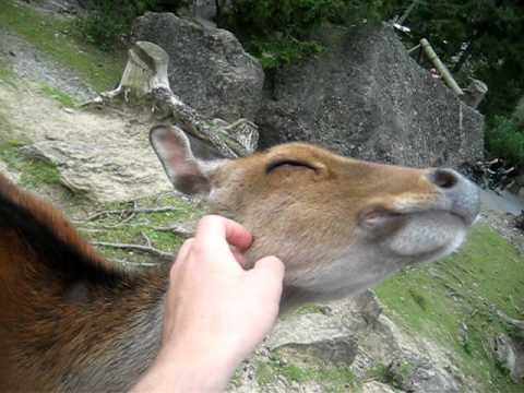 人懐っこい鹿 / Friendly Deer