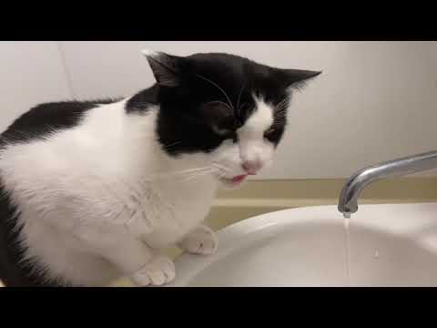 蛇口から水を飲む猫 / Cat drinking water from a faucet