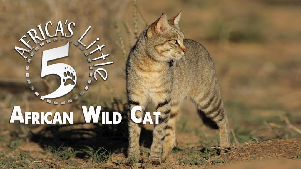リビアヤマネコ African Wild Cat | AFRICA’S LITTLE 5
