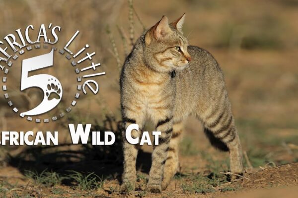 リビアヤマネコ African Wild Cat | AFRICA’S LITTLE 5